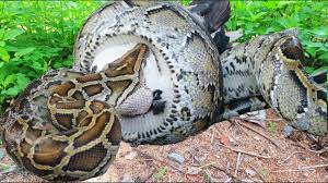 Une observation choquante: un python de 20 pieds mange un alligator de 10 pieds en Floride